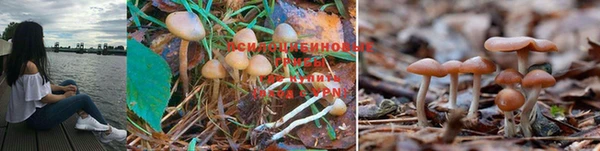 ГАЛЛЮЦИНОГЕННЫЕ ГРИБЫ Армянск